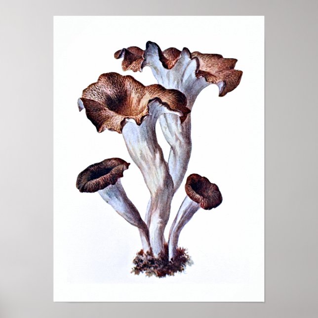 Poster de champignons (Devant)