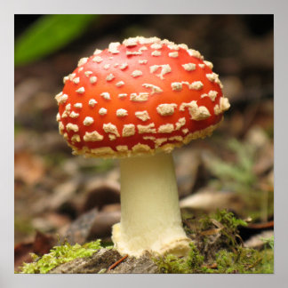 Poster de champignons Amanita