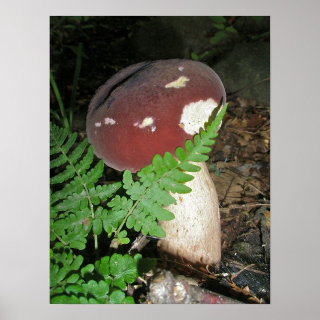 Poster de champignons et de fougères (Devant)