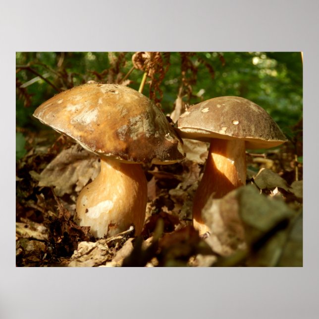 Poster de champignons Penny Bun (Devant)