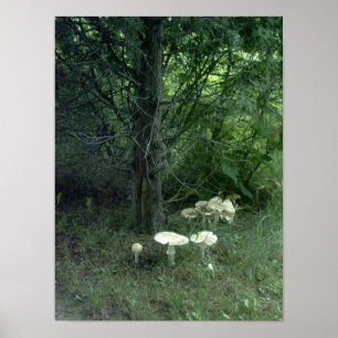 Poster de champignons pour chat