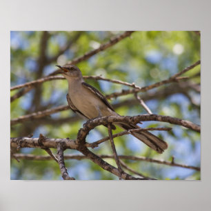 Poster de chant de Mockingbird du Nord