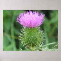Poster de chardon pourpre
