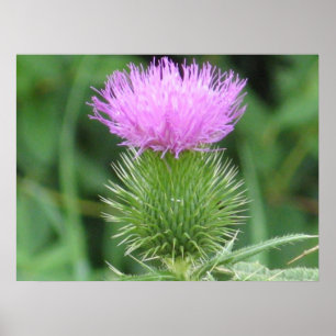 Poster de chardon pourpre