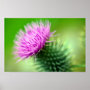 Poster de chardon pourpre