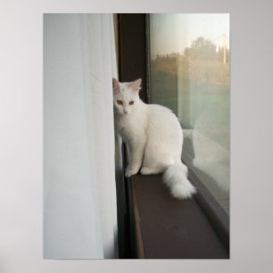 Poster de chat blanc