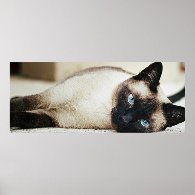 Poster de chat de Siamese (Devant)