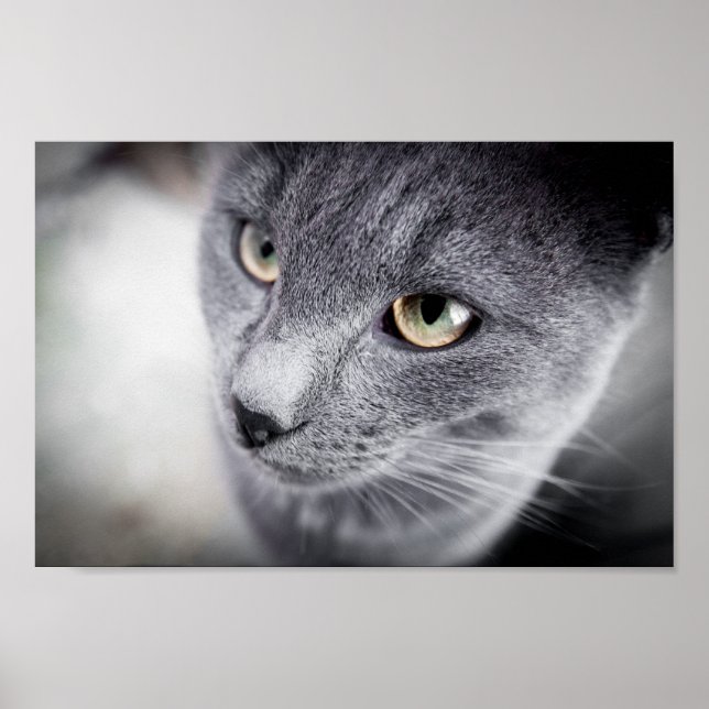Poster de chat mignon (Devant)
