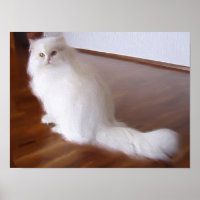 Poster de chat perse blanc