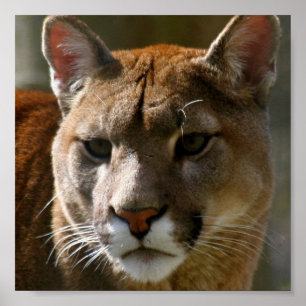 Poster de chat Puma