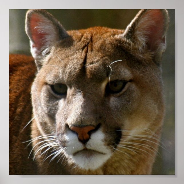 Poster de chat Puma (Devant)