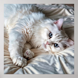 Poster de chat Ragdoll blanc