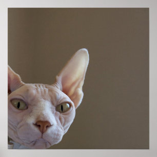 Poster de chat Sphynx