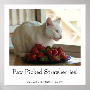 Poster de chats et de fraises !