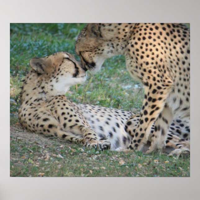 Poster de Cheetah (Devant)