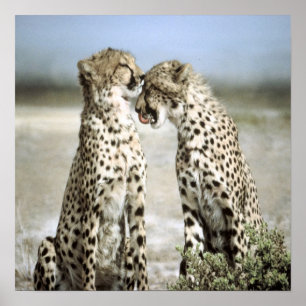 Poster de Cheetah