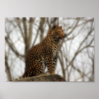 Poster de Cheetah