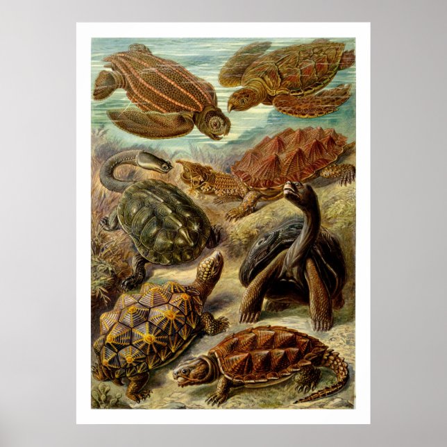 Poster de Chelonia (Devant)