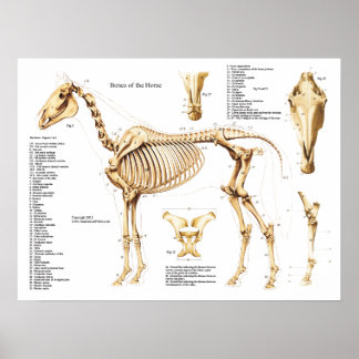 Poster de Cheval Anatomie Squelette