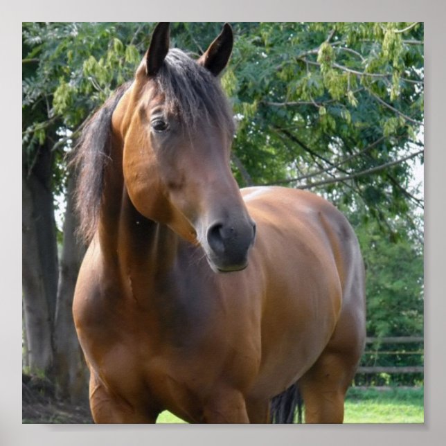 Poster de Cheval Thoroughbred Bay Imprimer (Devant)