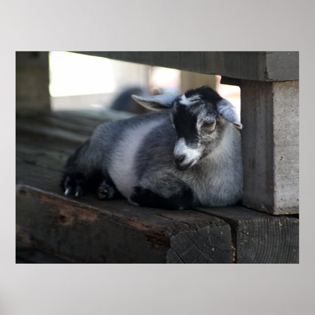 Poster de chèvre (Devant)