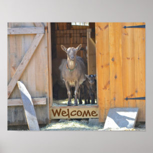 Poster de chèvre