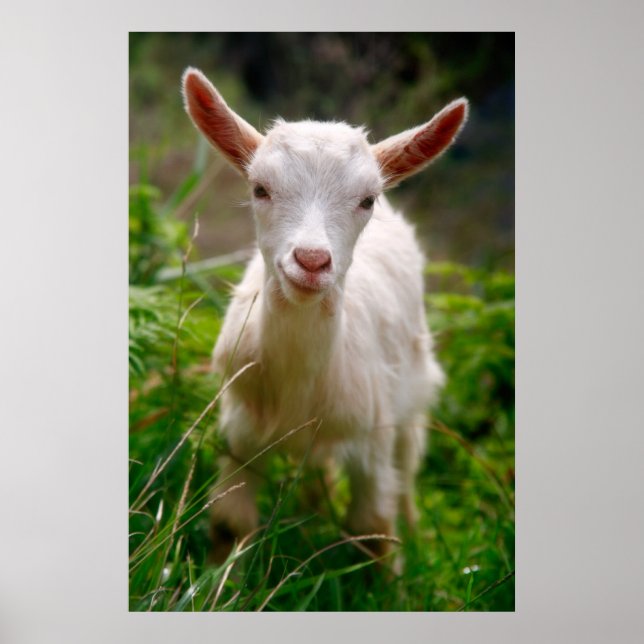 Poster de chèvre de bébé (Devant)