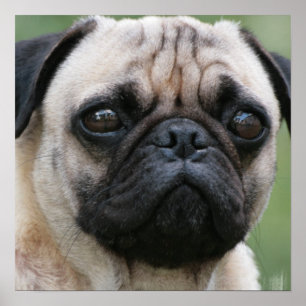 Poster de Chien Chien carlin