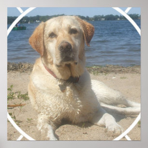 Poster de chien de trieur du Labrador jaune