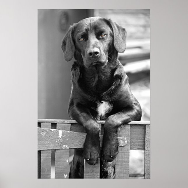 Poster de chien du Labrador noir (Devant)