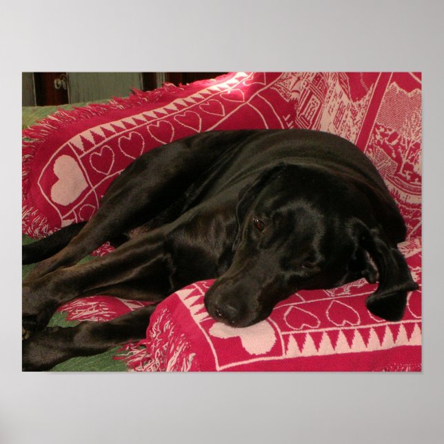 Poster de chien endormi (Devant)