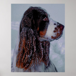 Poster de chien espagnol Springer.