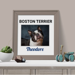 Poster de chien personnalisé Boston Terrier
