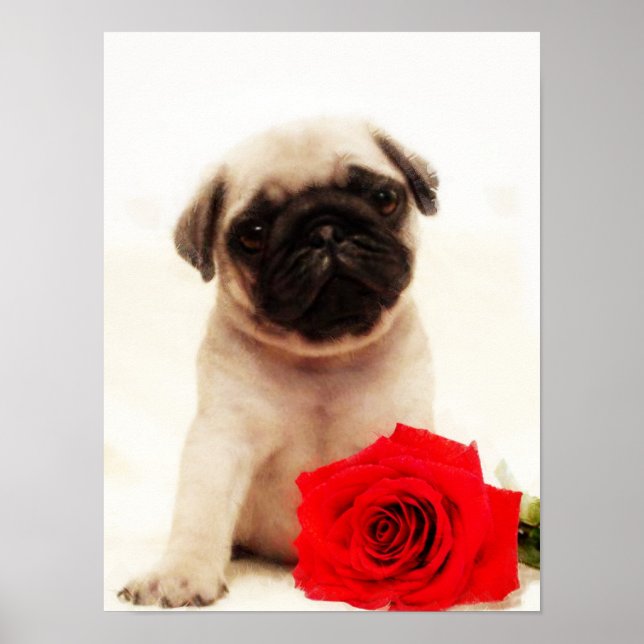 poster de chiot carlin (Devant)