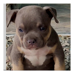 Poster de chiot de race brute