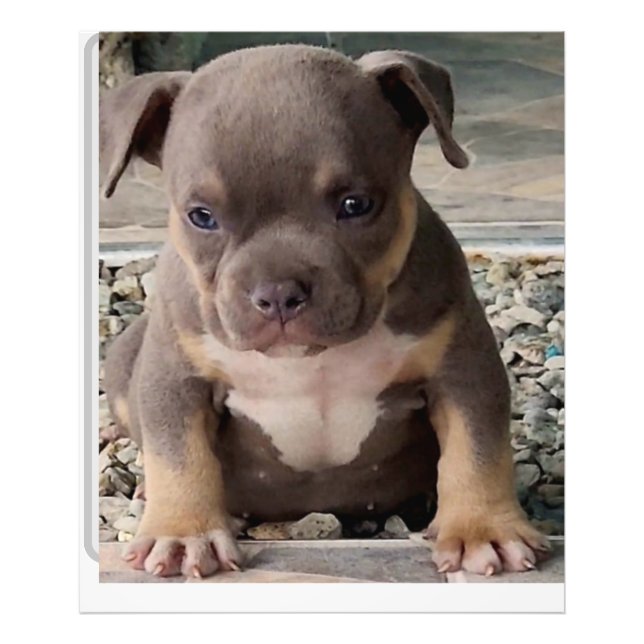 Poster de chiot de race brute (Devant)