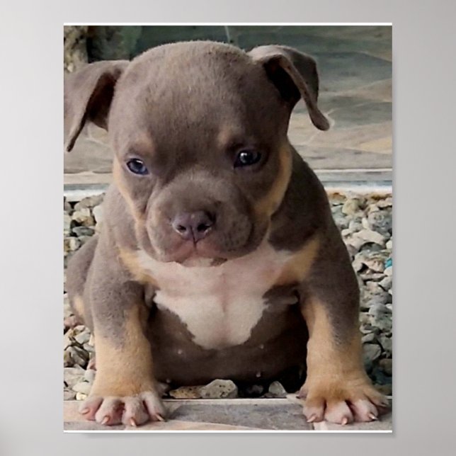 Poster de chiot de race brute (Devant)