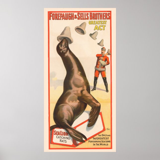 Poster De Cirque Montrant Un Lion De Mer Casquette (Devant)