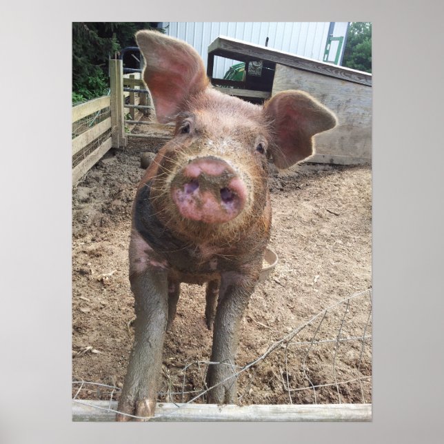Poster de cochon boueux amusant (Devant)