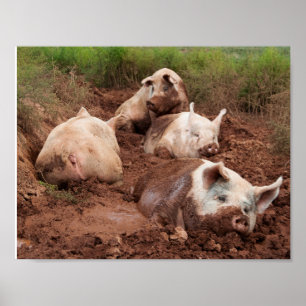 Poster de cochons laiteux dans la boue