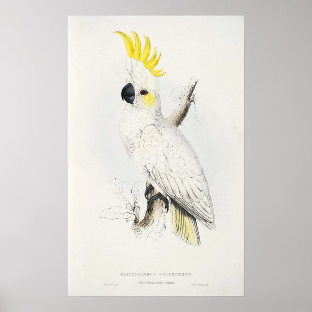 Poster de Cockatoo Gratiné Jaune (Devant)