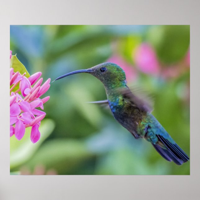 Poster de colibri de caraïbe à thème vert (Devant)