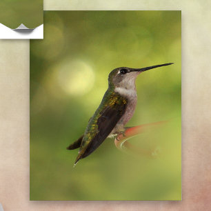 Poster de colibri Ruby Throby