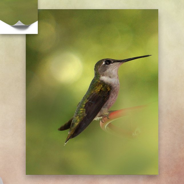 Poster de colibri Ruby Throby (Créateur téléchargé)