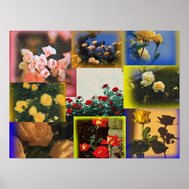Poster de collage Rose sauvage (Devant)