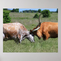 Poster de combat de la vache de Texas Longhorn