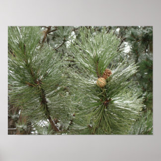 Poster de cônes de pin neigeux