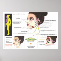 Poster de coquillage