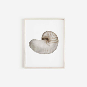 Poster de coquillage aquarelle