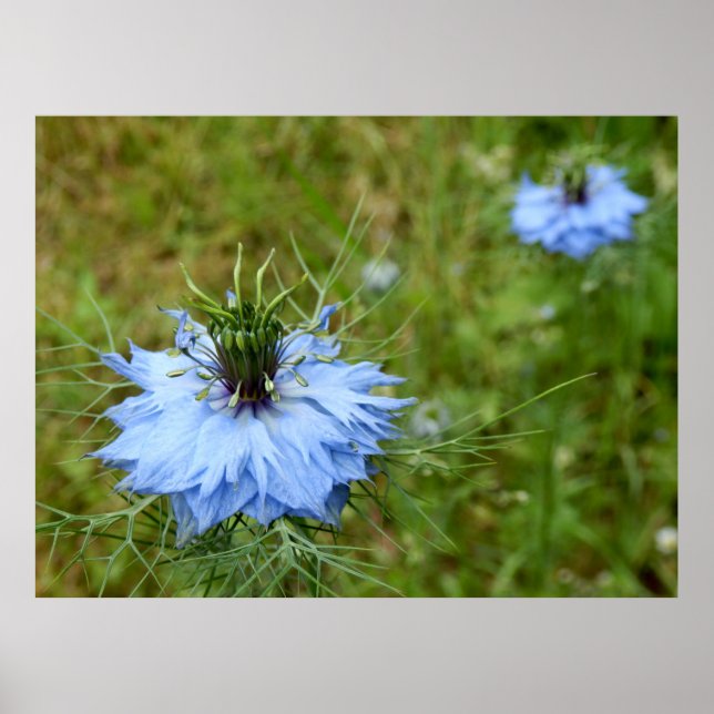 Poster de Cornflower (Devant)